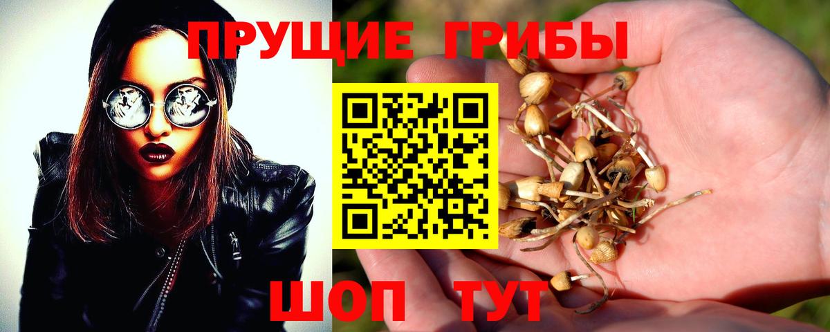 Галлюциногенные грибы Psilocybine cubensis Белогорск